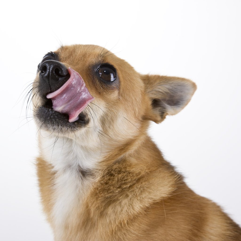 Detail of Corgi puppy with tongue sticking out by Corbis