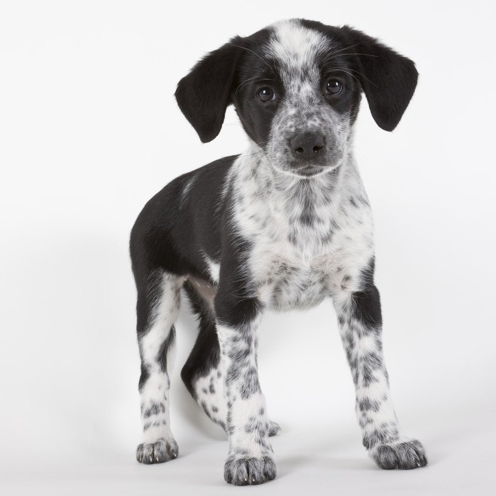 Detail of Brittany spaniel puppy by Corbis