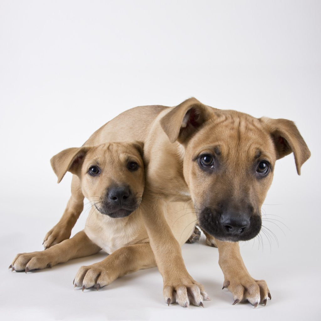 Detail of Tan Mastiff puppies by Corbis