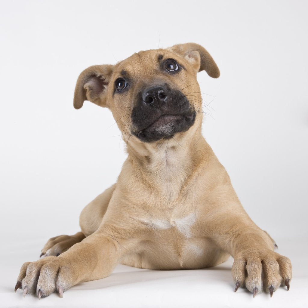 Detail of Tan Mastiff puppy by Corbis