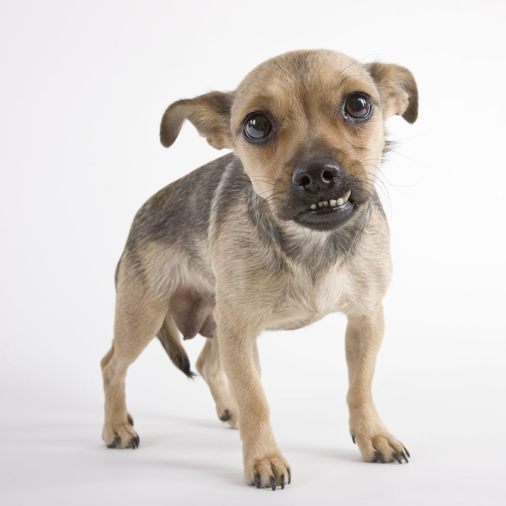 Detail of Puppy snarling by Corbis