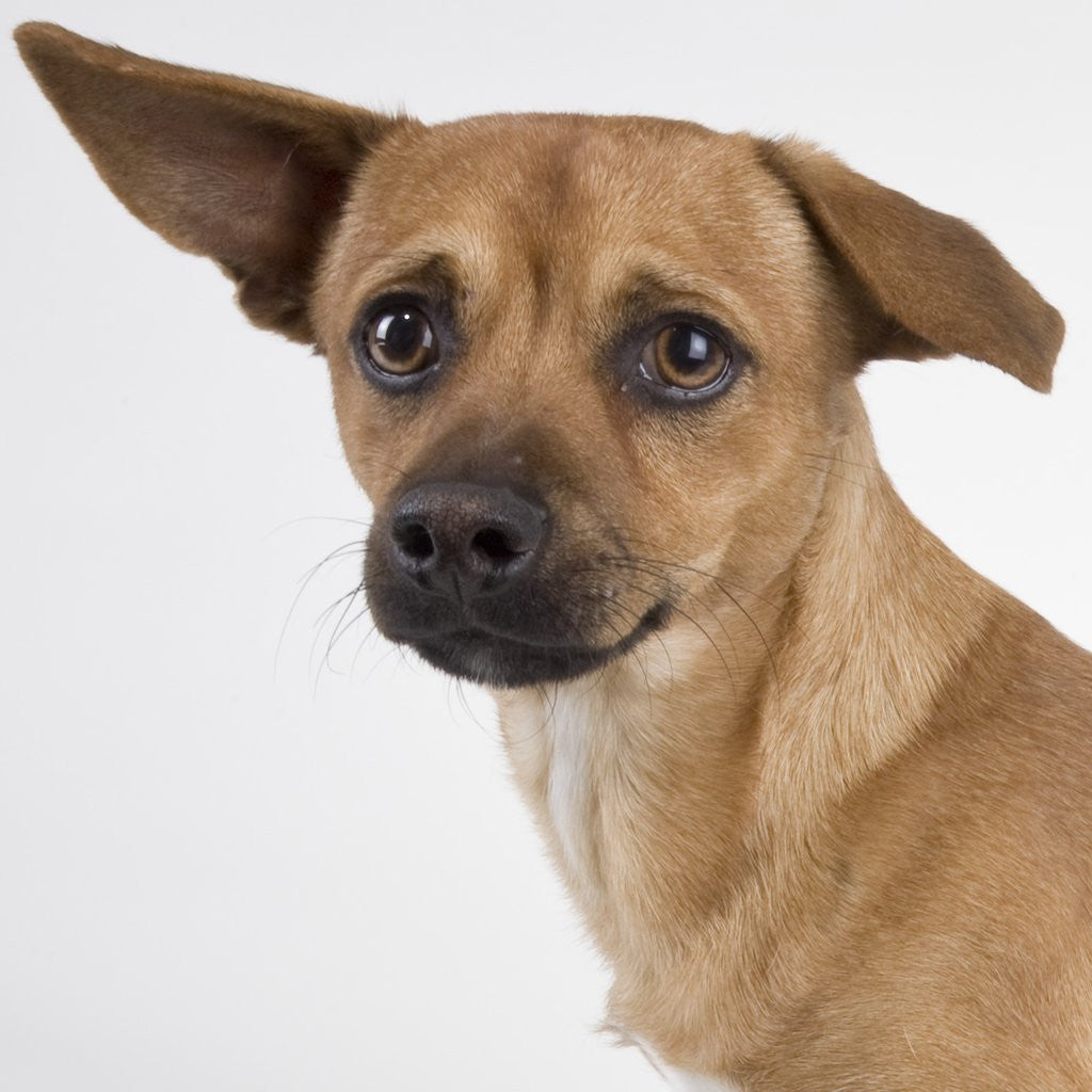 Detail of Dog with floppy ears by Corbis