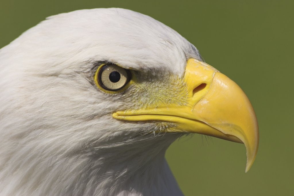 Detail of Bald Eagle Head Detail, British Columbia, Canada. by Corbis