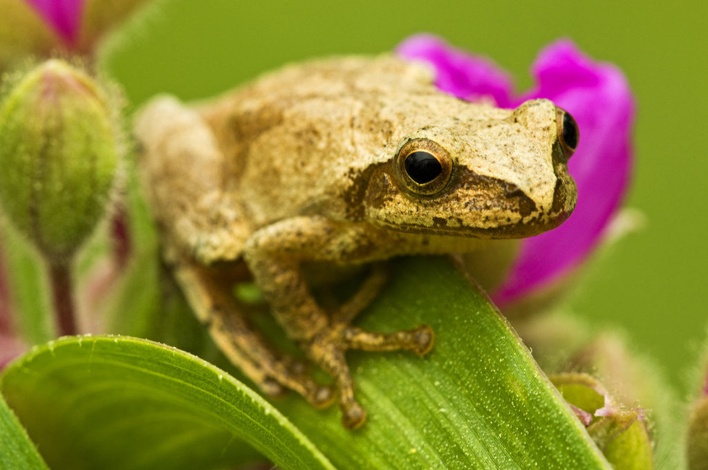 Detail of Spring Peeper (Hyla Crucifer) Sitting on Garden Spiderwort Flower, Lively, Ontario, Canada. by Corbis