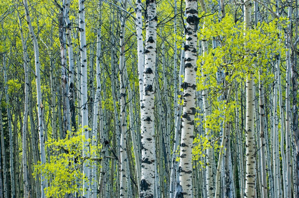 Detail of Spring Foliage on Trembling Aspen, Jasper National Park, Alberta, Canada. by Corbis