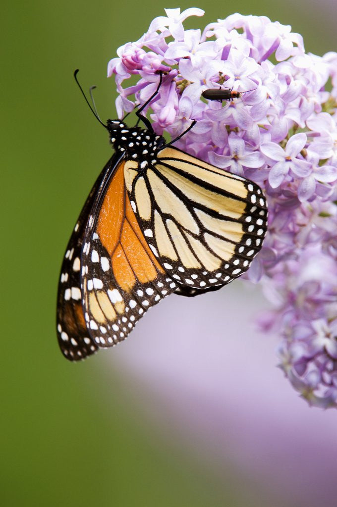 Detail of Monarch Butterfly (Danaus Plexippus) Nectaring on Lilac Flowers, Wanup, Ontario, Canada. by Corbis