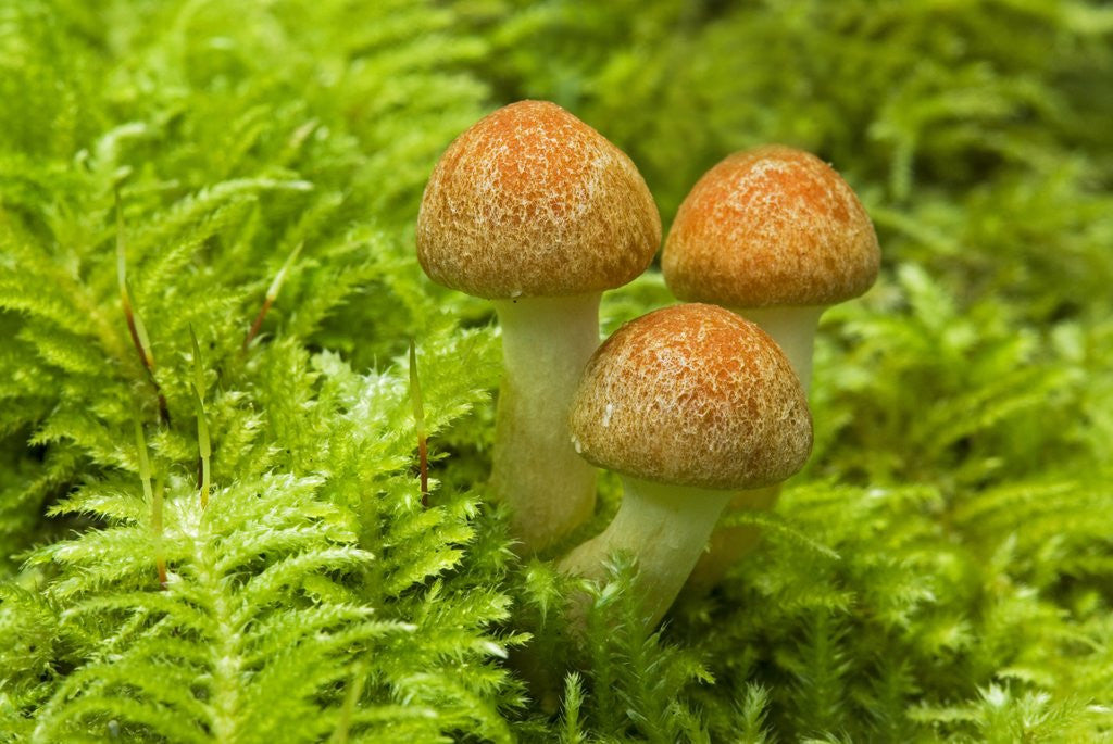 Detail of Mushroom, Vancouver Island, British Columbia, Canada. by Corbis