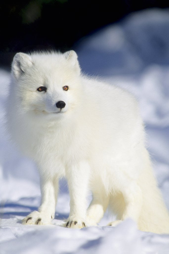 Detail of Adult Arctic Fox (Alopex Lagopus) Foraging on the Shoreline, Hudson Bay, Arctic Manitoba, Canada by Corbis