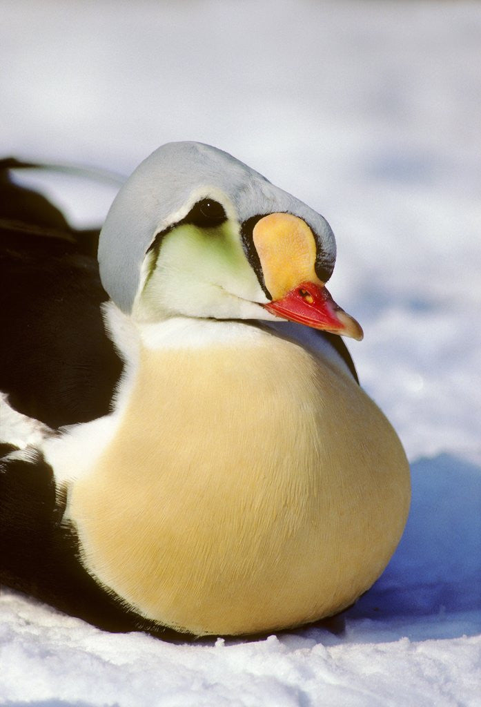 Detail of King Eider Duck, Somateria spectabillis, Victoria Island, Nunavut, Canada by Corbis