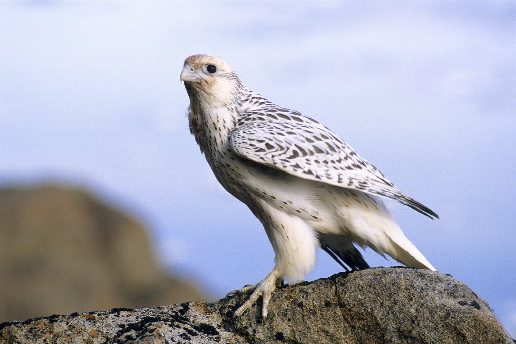 Detail of Juvenile Gyrfalcon (Falco Rusticolus), Ellesmere Island, Nunavaut, Arctic Canada by Corbis