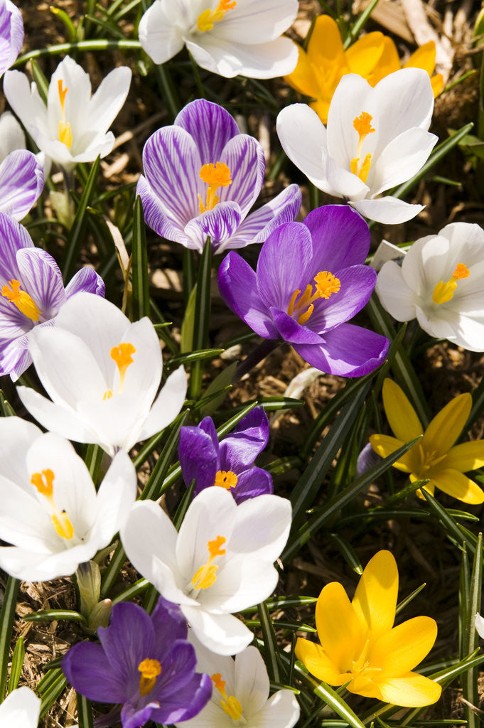 Detail of White Crocus Giant Mixed Assorted Colours Crocus Vernus, Montreal, Quebec, Canada by Corbis