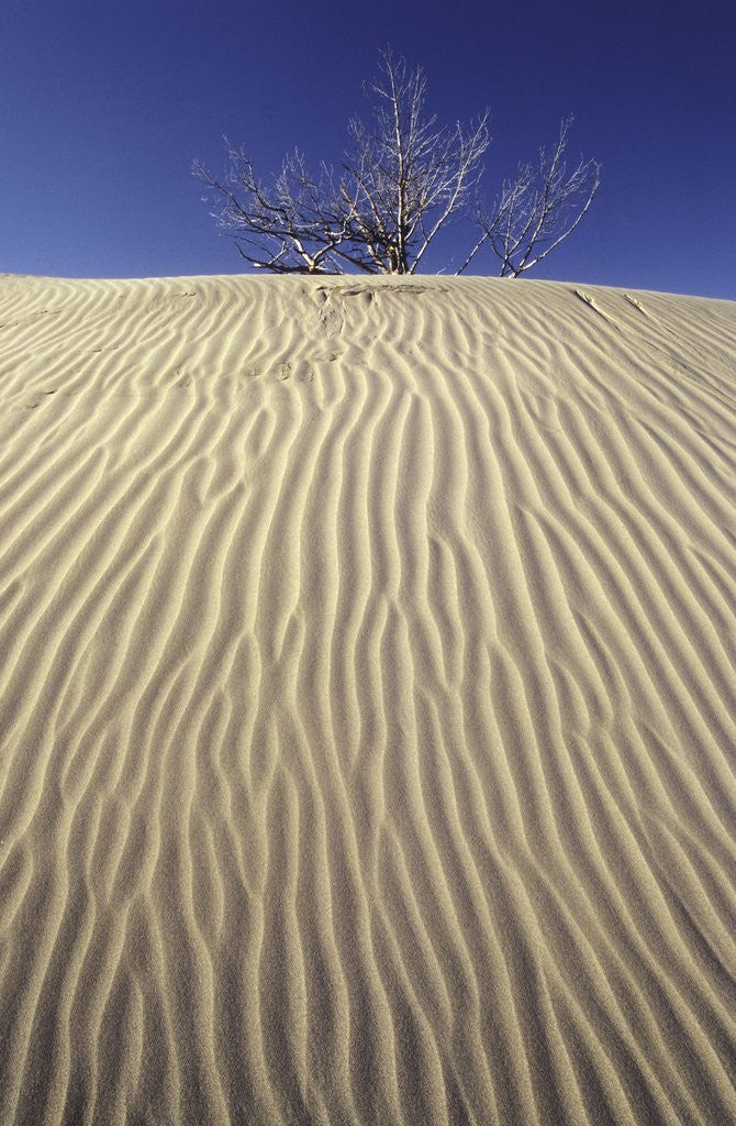 Detail of Farwell Canyon Sand Dune, British Columbia, Canada. by Corbis