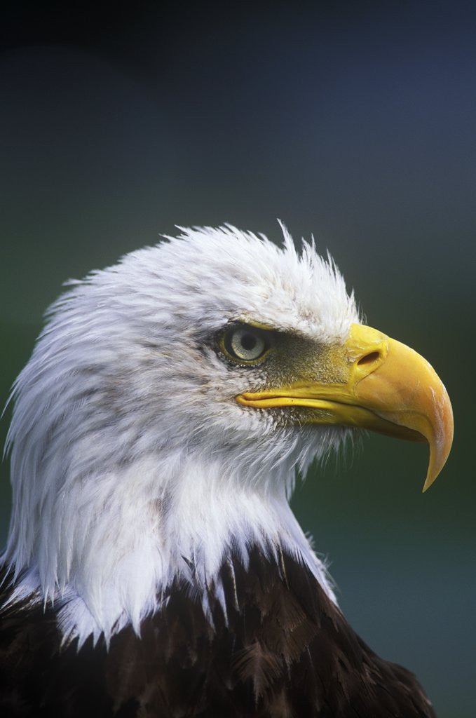 Detail of Bald Eagle, Canada. by Corbis