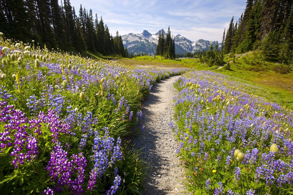 Detail of Summer flowers and Tatoosh Mountains, Paradise, Mount Rainier National Park, Washington State by Corbis