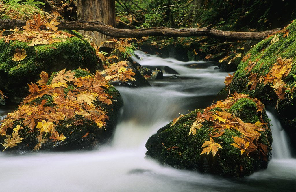 Detail of Goldstream Creek, Goldstream Creek Provincial Park, Vancouver Island, British Columbia, Canada. by Corbis