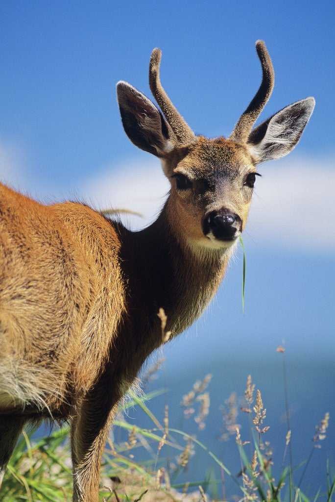 Detail of Blacktail Deer, (Odocoileus Hemionus), Buck, South Moresby, Gwaii Haanas National Park, British Columbia, Canada. by Corbis