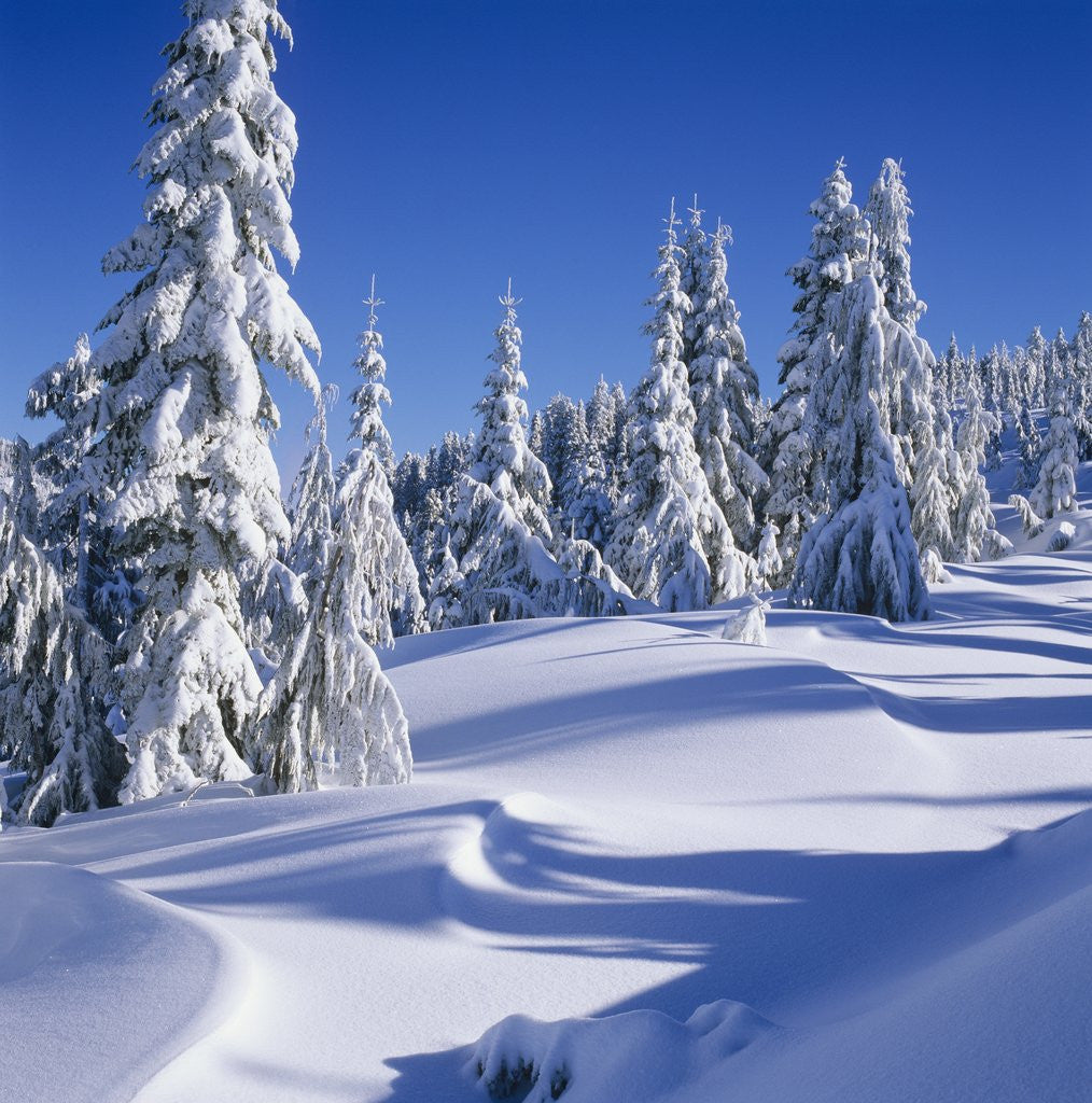 Detail of Mount Elphinstone, Near Gibsons, Sunshine Coast, British Columbia, Canada. by Corbis