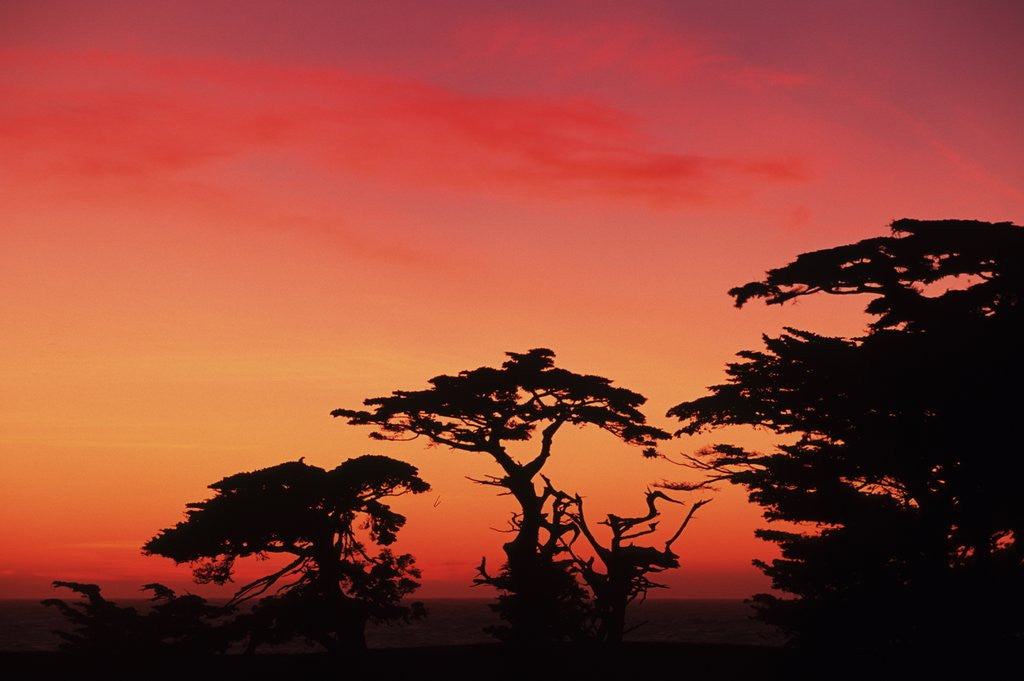 Detail of USA, California, Carmel, Highway 1 on Coast, Pebble Beach, Juniper Trees at Sunset by Corbis