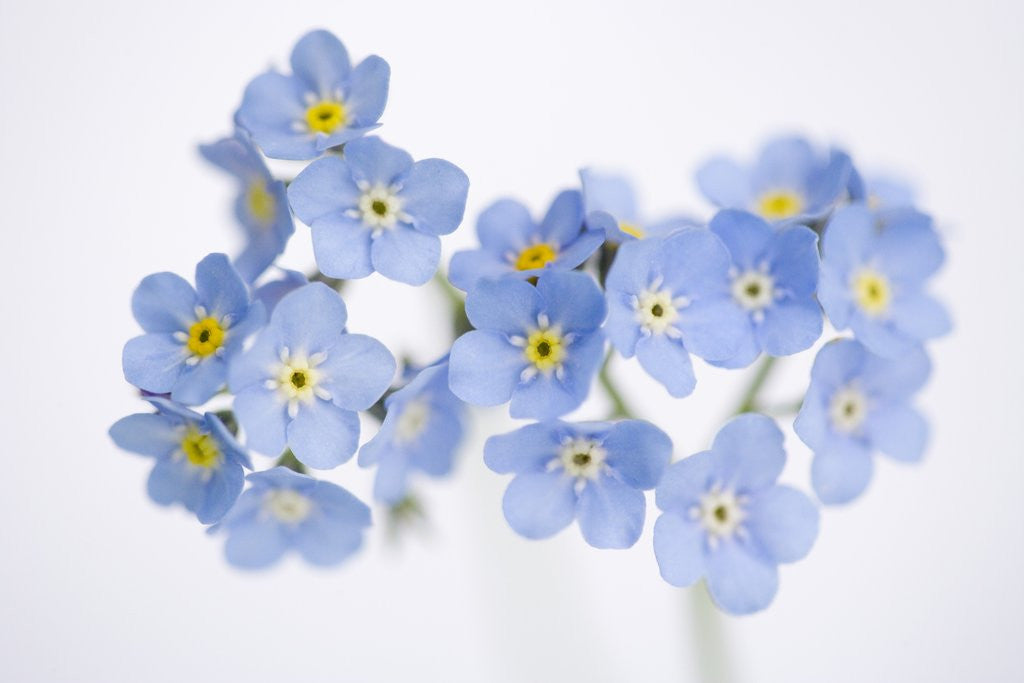 Detail of Arctic forget-me-nots by Corbis