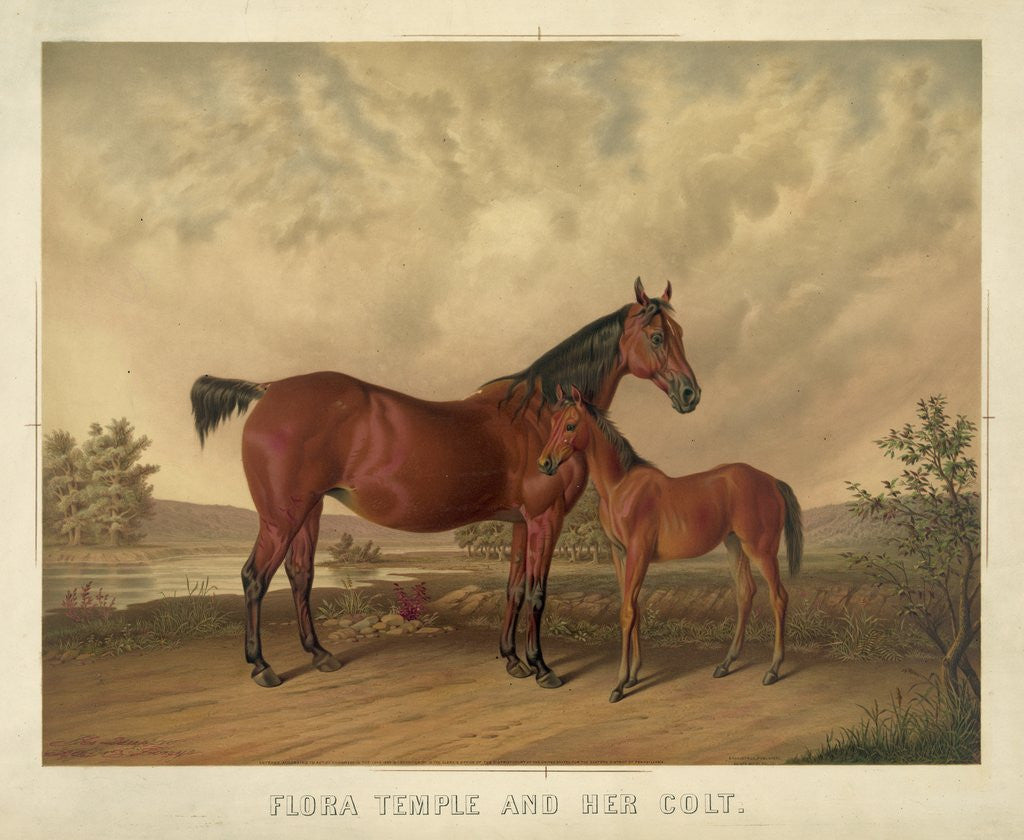 Detail of Flora Temple and Her Colt by Corbis
