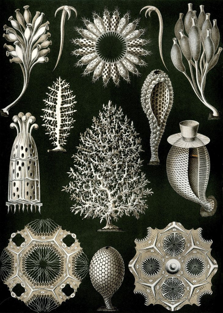 Detail of Illustration of Calcispongiae by Ernst Haeckel