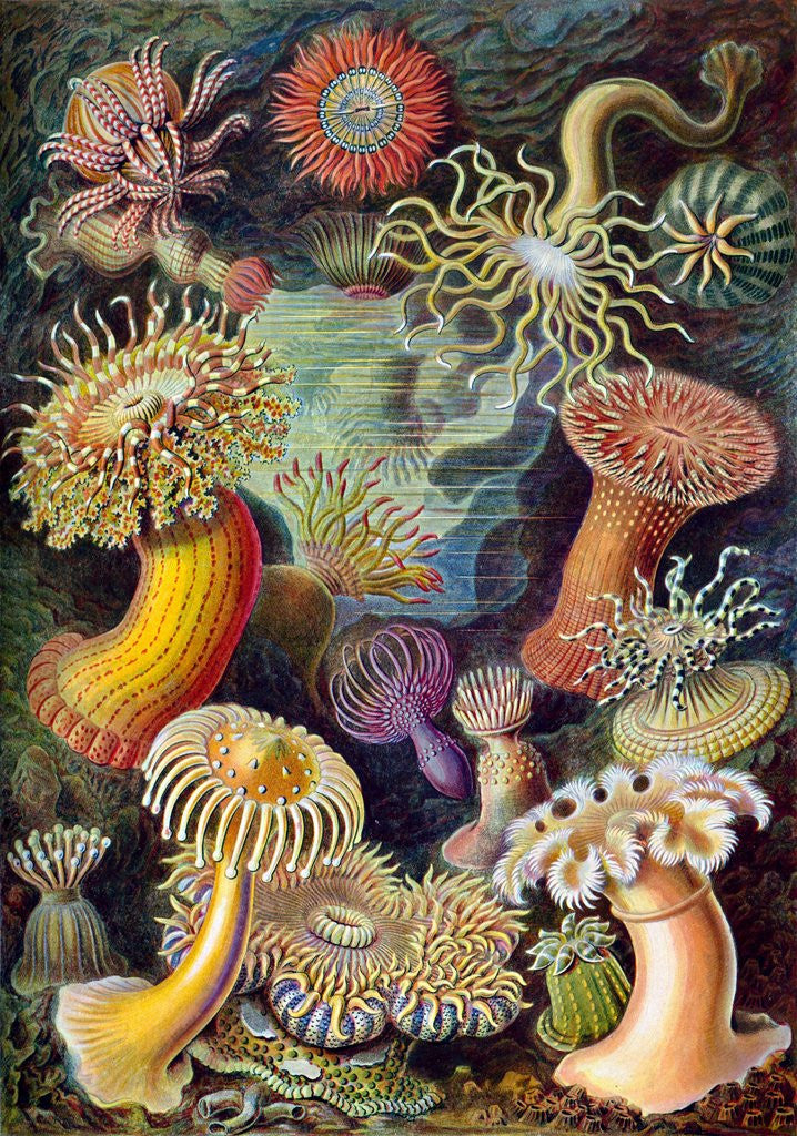 Detail of Illustration of Actiniae by Ernst Haeckel
