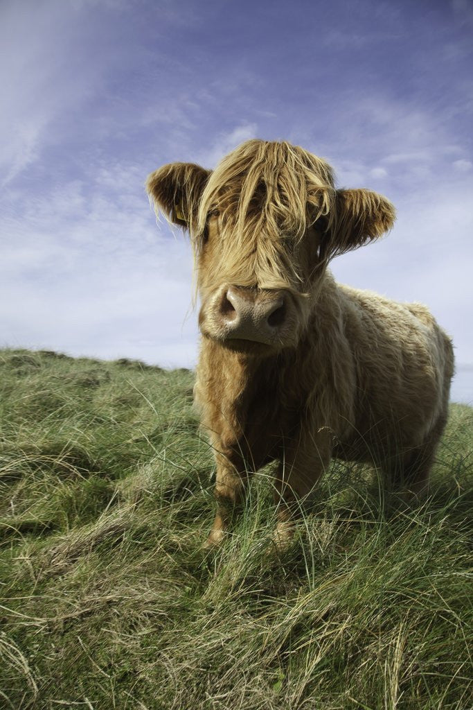 Detail of Shaggy haired highland cow by Corbis