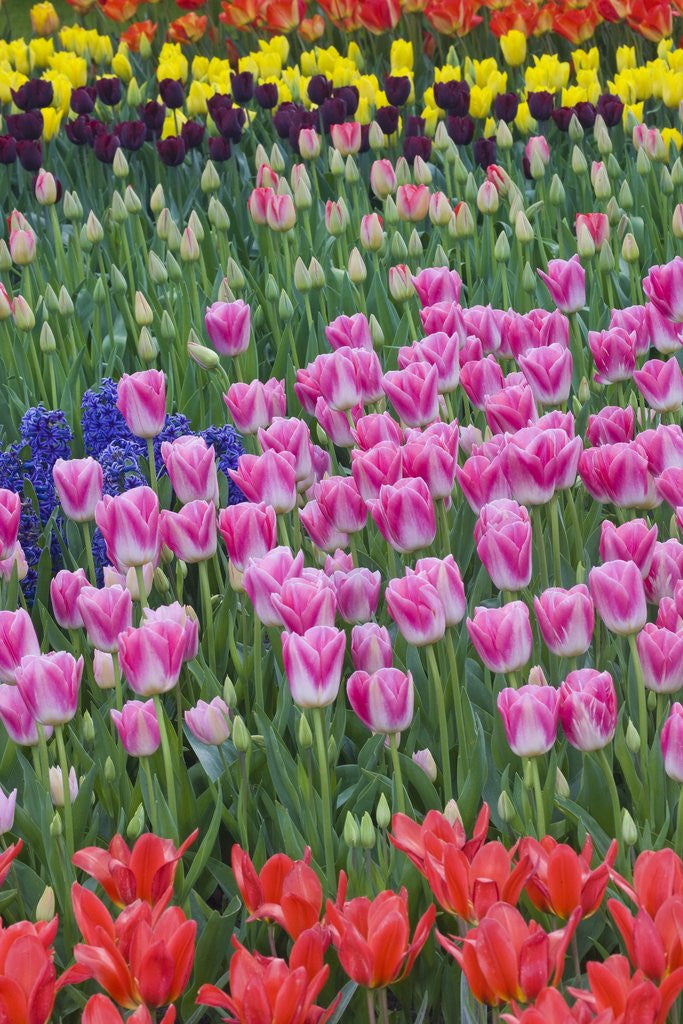 Detail of Mass plantings of tulips in Keukenhof Gardens by Corbis