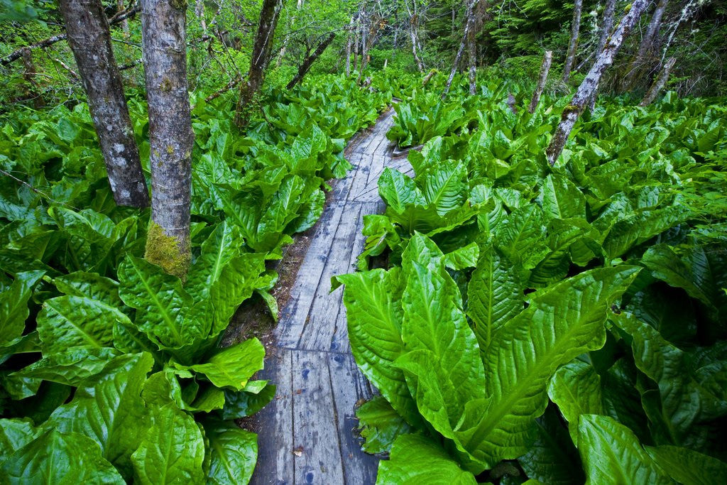 Detail of Skunk cabbage along wooden trail on the Oregon Coast near Coos Bay by Corbis