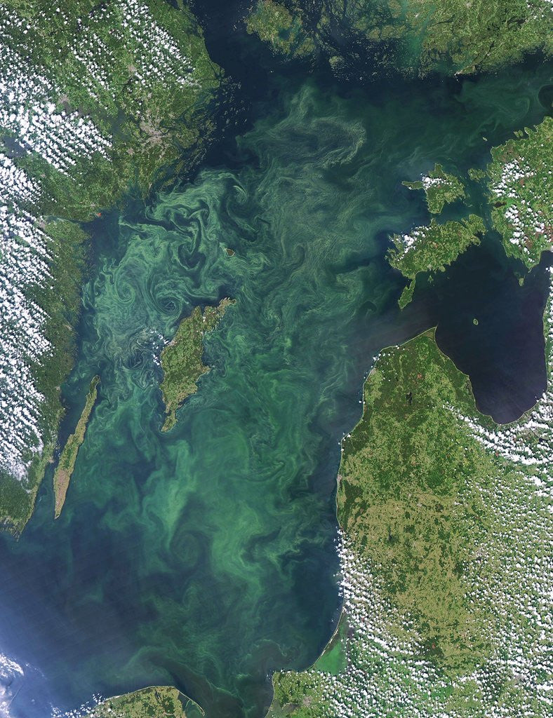 Detail of Algae Bloom in the Baltic Sea by Corbis