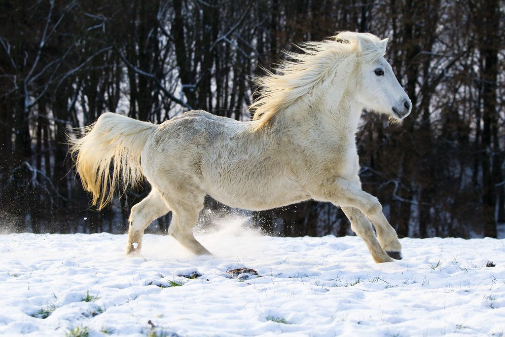 Detail of Elderly Welsh-Arab pony running on snow covered meadow by Corbis