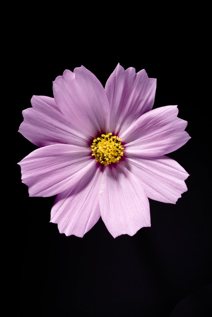 Detail of Close-up of a cosmos by Corbis