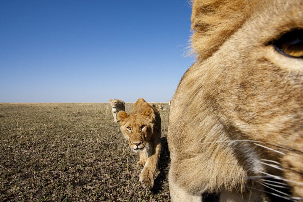 Detail of Pride of lions by Corbis