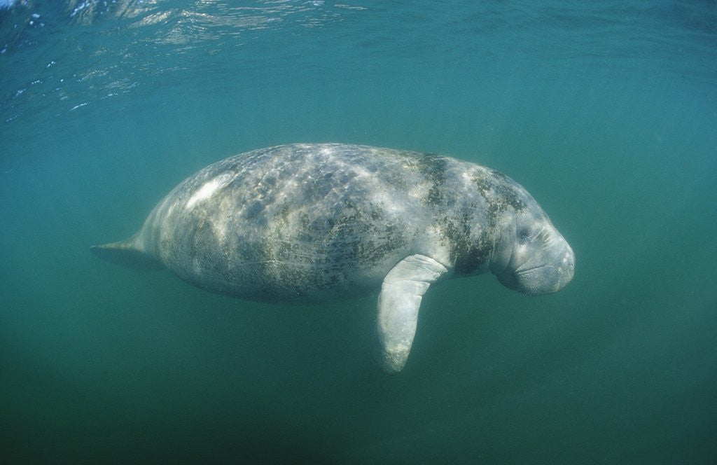 Detail of West Indian Manatee (Trichechus manatus latirostris) Florida Everglades, Florida, USA. by Corbis