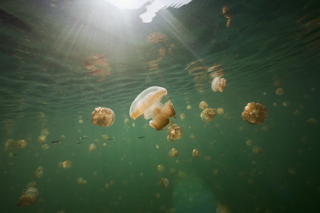 Detail of Mastigias Jellyfish (Mastigias papua etpisonii) endemic to Jellyfish Lake, Micronesia, Palau by Corbis