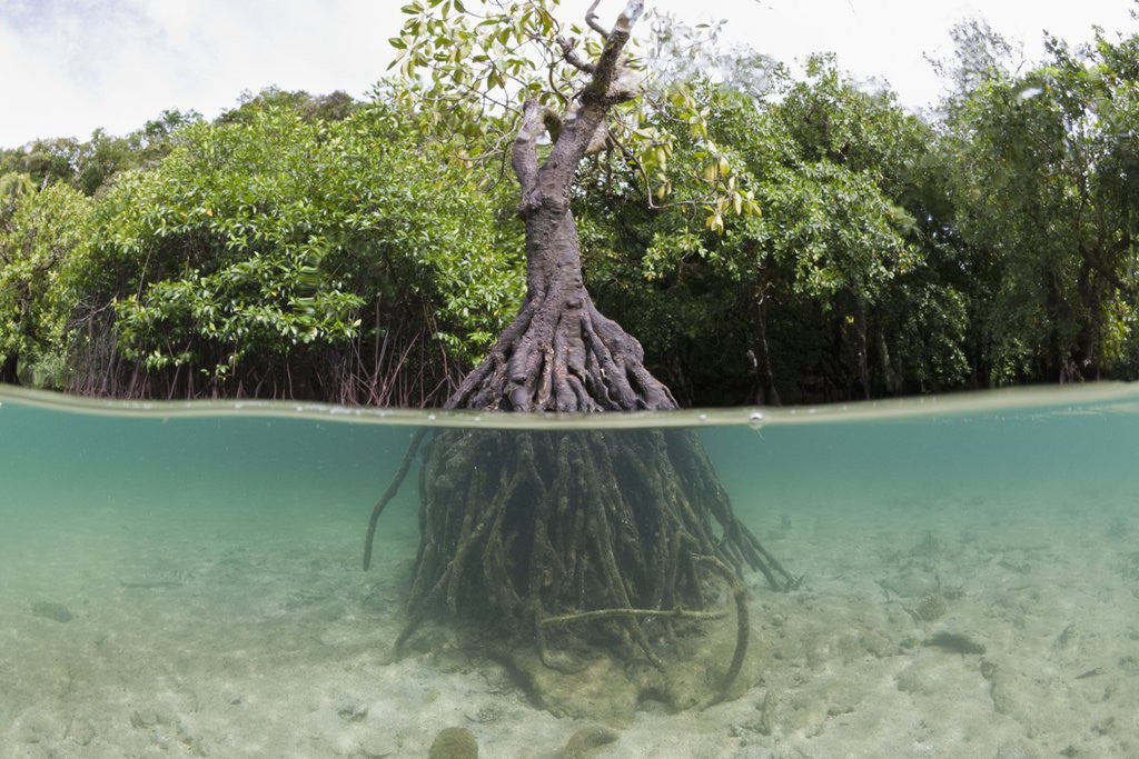 Detail of Split image of a large Mangrove and its extensive prop root system by Corbis