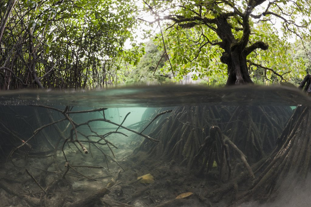 Detail of Split image of Mangroves and their extensive underwater prop root system by Corbis