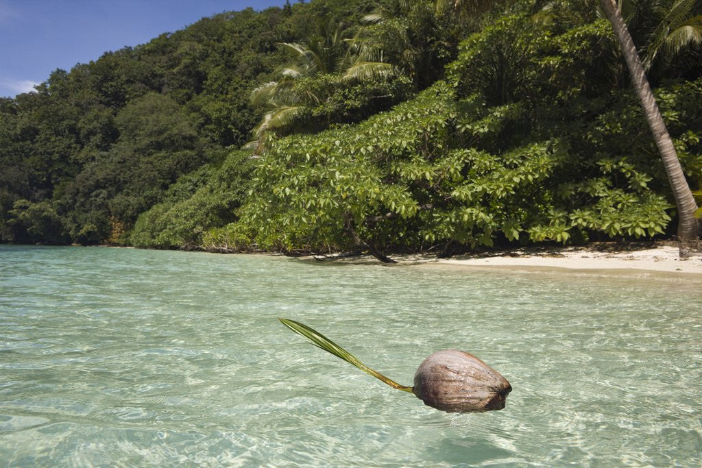 Detail of Coconut floating in Lagoon, Micronesia, Palau by Corbis