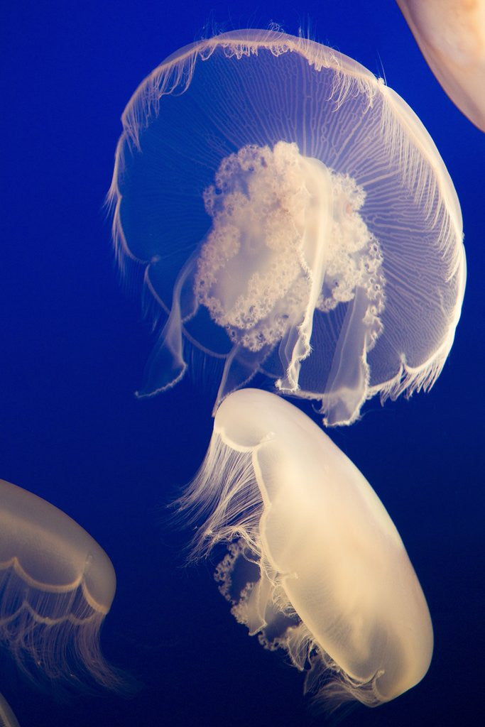 Detail of Moon Jelly by Corbis