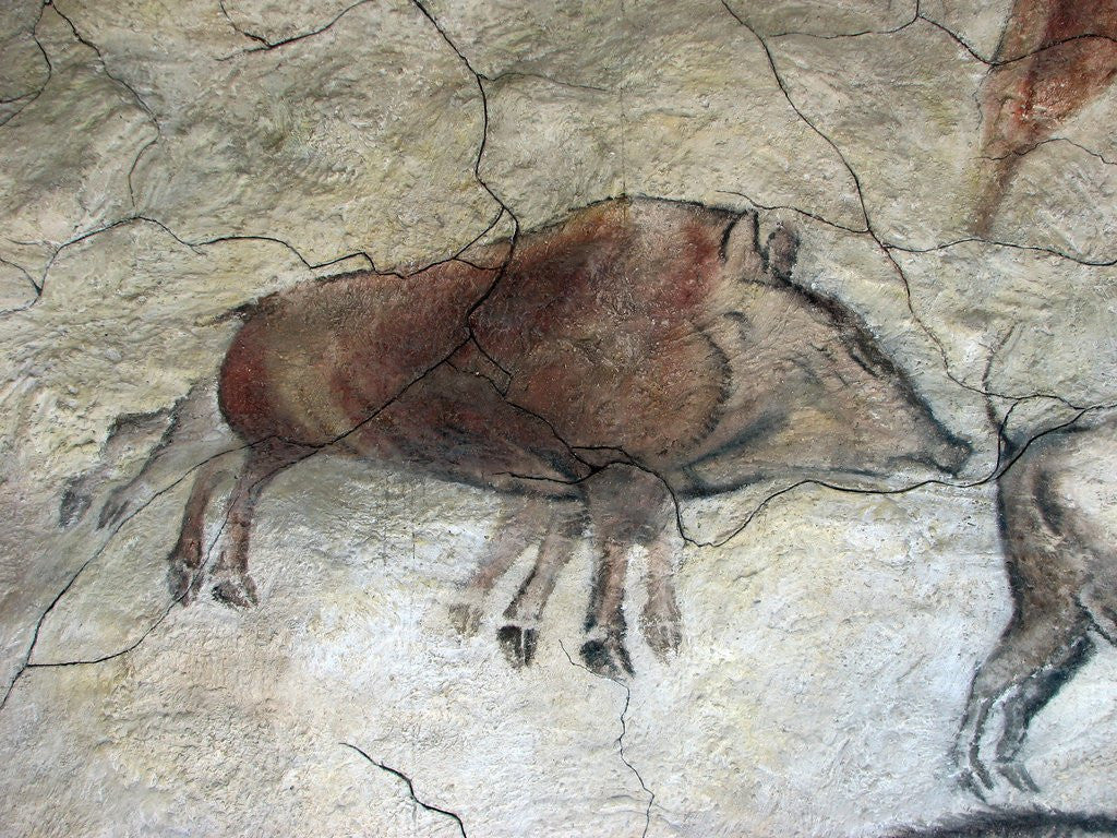 Detail of Replica of cave painting of boar from Altamira cave by Corbis