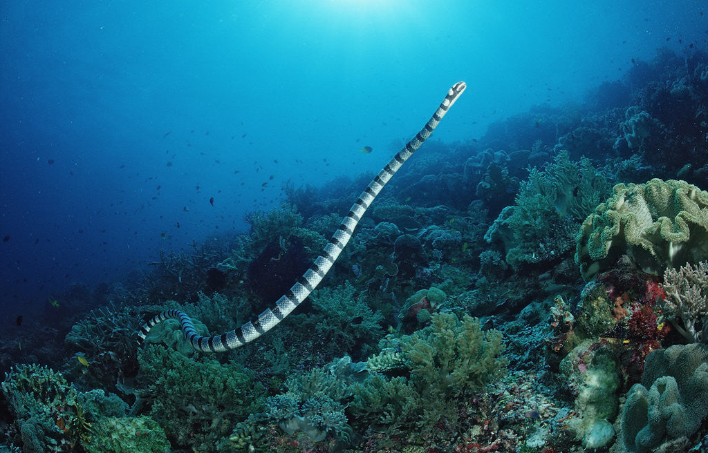 Detail of Banded Yellow-lip Sea Snake (Laticauda colubrina), Indonesia, Sulawesi, Indian Ocean. by Corbis