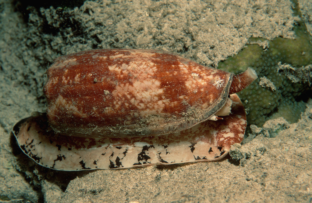 Detail of Front-Gilled or Geographic Cone Snail (Conus geographus), Pacific Ocean. by Corbis