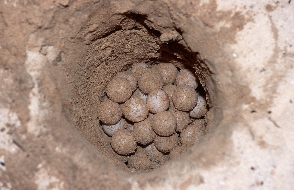 Detail of Green Sea Turtle eggs in a nest on a beach (Chelonia mydas), Pacific Ocean, Borneo. by Corbis