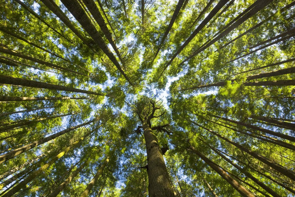 Detail of Old growth cedar, hemlock, fir and Sitka spruce forest in fall by Corbis