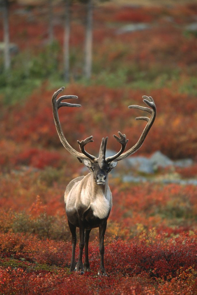 Detail of Barren-ground Caribou on autumn tundra, Rangifer tarandus groenlandicus. Near Whitefish Lake, NWT, Canada by Corbis