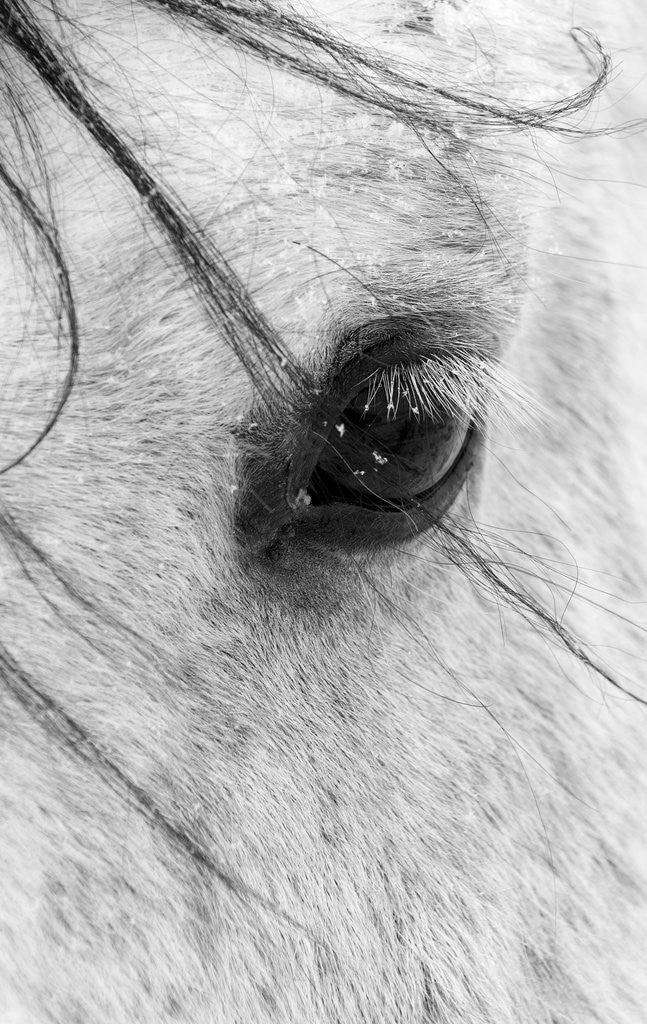 Detail of A close shot of a horses eye with snow flakes taken in Alberta, Canada. by Corbis