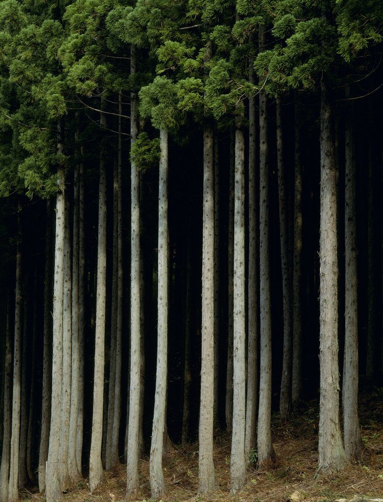 Detail of Japanese cedar forest, Akita Prefecture, Japan by Corbis