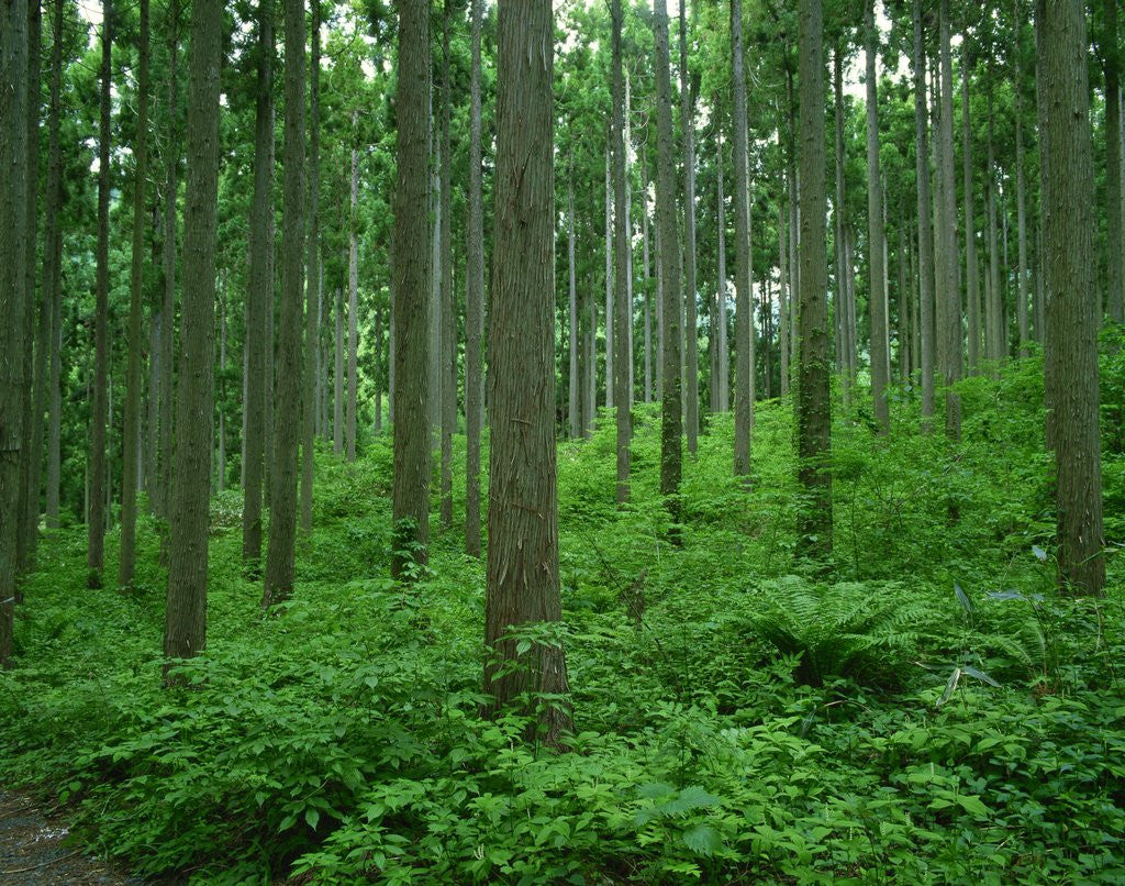 Detail of Japanese cedar forest by Corbis