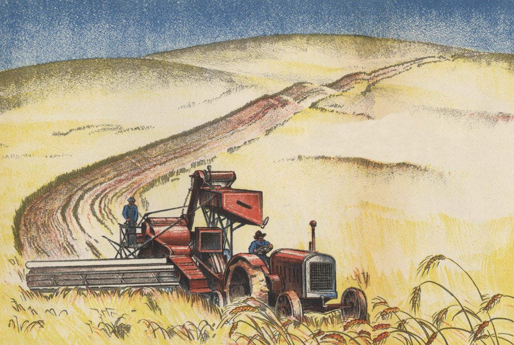 Detail of Wheat harvest by Corbis