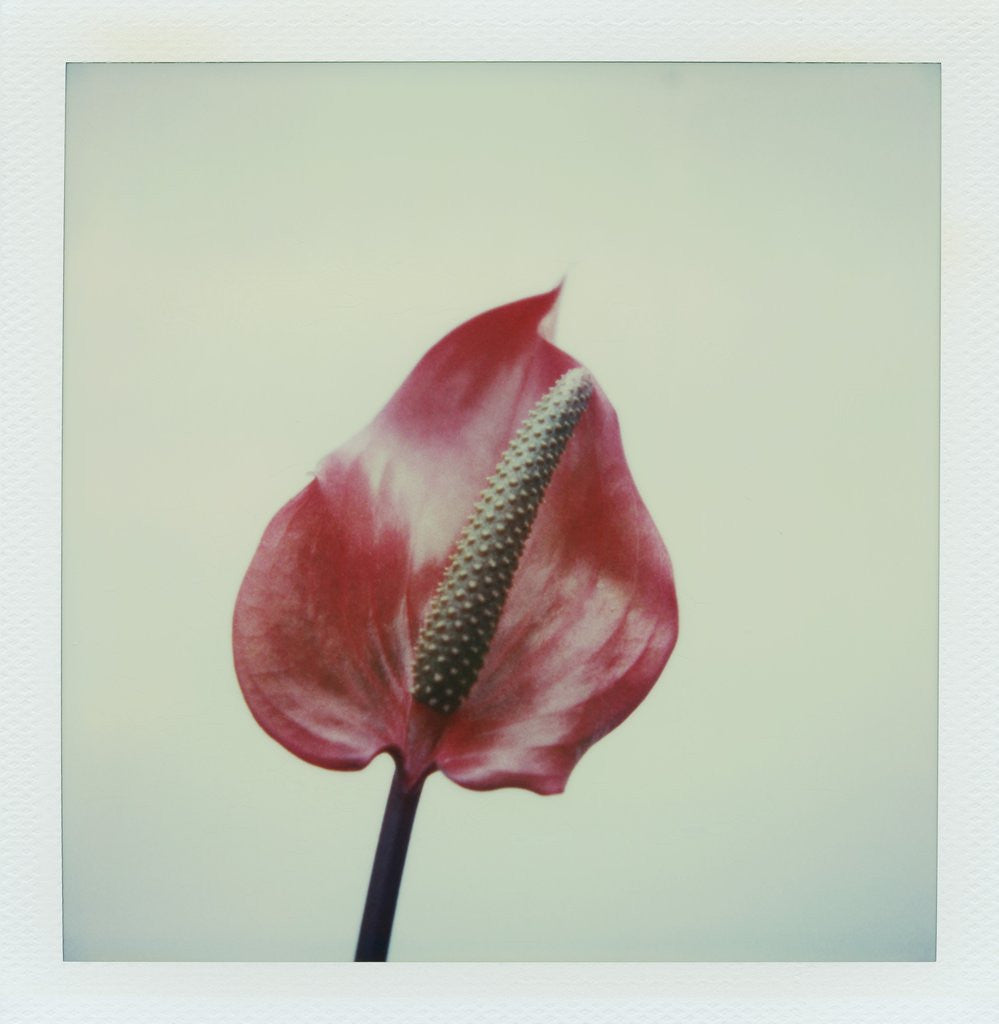 Detail of Anthurium Flower by Corbis